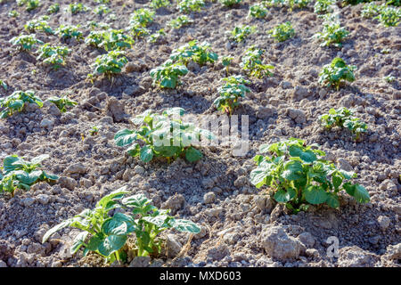 Jungen Kartoffelpflanzen auf dem Boden in den Zeilen 2018 wachsende Stockfoto