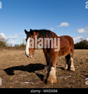 Ein Shire Horse Stockfoto