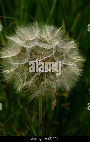 Flauschige Löwenzahn im Juni, Sommer template Design Stockfoto
