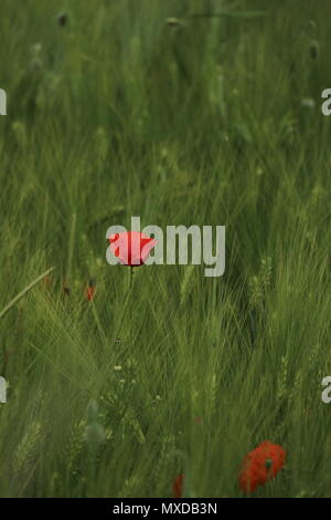 Leuchtend rote Mohnblüte, Papaver rhoeas, in einem Feld von Mais, im Monat Juni in Deutschland Stockfoto