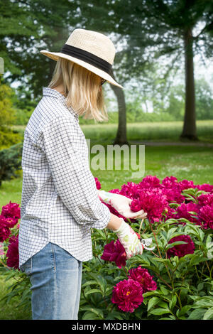 Mädchen beschneiden die Blume (Pfingstrose) mit gartenschere im Garten. Stockfoto