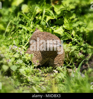 Weibliche madagassischen Rebhuhn in üppiges, grünes Laub. Dieser Wald Vogel ist der Indigenen auf der Insel Madagaskar, Afrika. Stockfoto