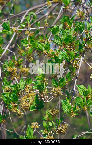 Carneol Kirsche (Cornus Mas). Als Europäische cornel und Carneol cherry Hartriegel auch bekannt. Stockfoto