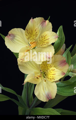 Peruanische Lily (Alstroemeria sp.). Als Lily der Inkas auch bekannt. Stockfoto