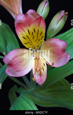 Peruanische Lily (Alstroemeria sp.). Als Lily der Inkas auch bekannt. Stockfoto