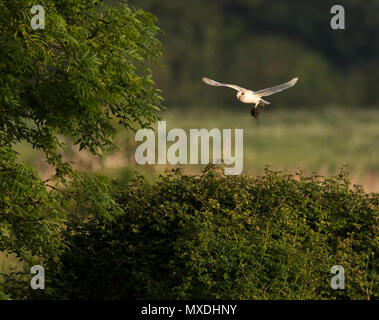 Eine wilde Schleiereule (Tyto alba) ein Wasser vole Zurück zum Nest bei Sonnenuntergang, Norfolk Stockfoto