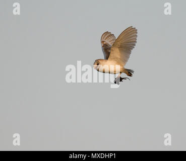 Eine wilde Schleiereule (Tyto alba) ein Wasser vole Zurück zum Nest bei Sonnenuntergang, Norfolk Stockfoto