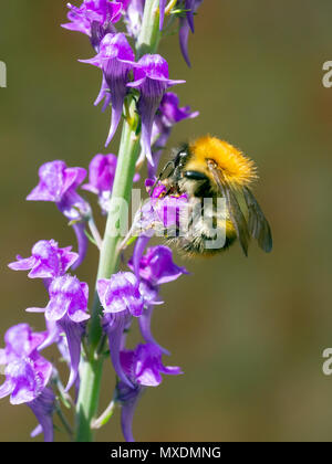 Carder Biene (Bombus pascuorum) Hummel sammelt Pollen und Nektar aus einer großen, lila fließenden Gartenwildblume. Stockfoto