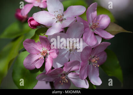 Frühling blühende wilde Äpfel im Garten. Die Bestäubung der Blüten von Äpfeln. Stockfoto