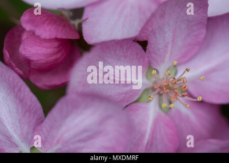 Frühling blühende wilde Äpfel im Garten. Die Bestäubung der Blüten von Äpfeln. Stockfoto