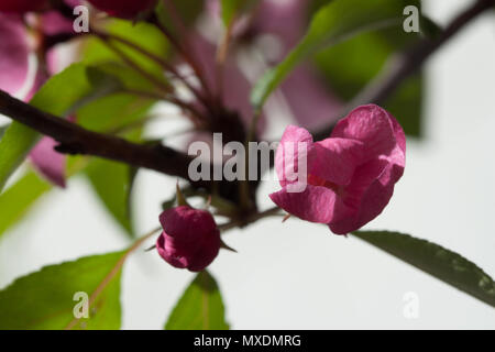 Frühling blühende wilde Äpfel im Garten. Die Bestäubung der Blüten von Äpfeln. Stockfoto