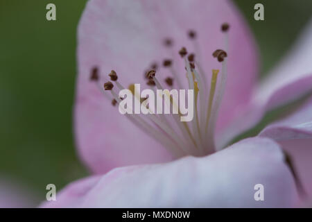 Frühling blühende wilde Äpfel im Garten. Die Bestäubung der Blüten von Äpfeln. Stockfoto