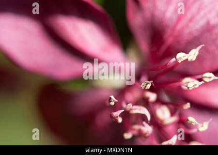 Frühling blühende wilde Äpfel im Garten Stockfoto