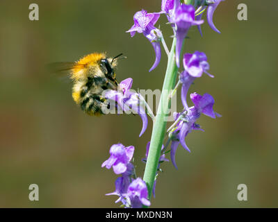 Carder Biene (Bombus pascuorum) Hummel sammelt Pollen und Nektar aus einer großen, lila fließenden Gartenwildblume. Stockfoto