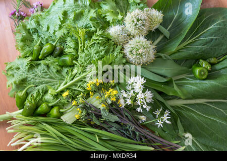 Das Blühen und Grünen Asiatischen (meist Japanischen) Bio Gemüse. Frisch geerntete und ideal für Salat oder unter Rühren braten. Stockfoto