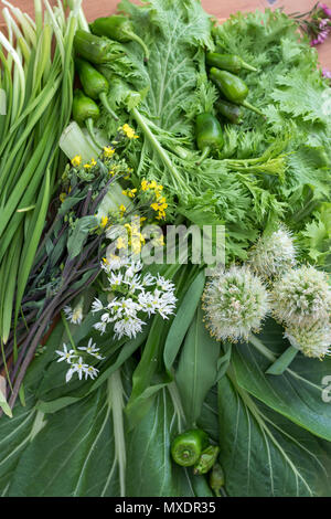 Das Blühen und Grünen Asiatischen (meist Japanischen) Bio Gemüse. Frisch geerntete und ideal für Salat oder unter Rühren braten. Stockfoto