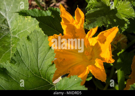 Orange Zucchini oder Zucchini Blume in voller Blüte wächst auf einer Anlage Stockfoto