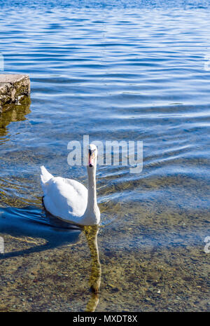 Höckerschwan Cygnus olor an Wateredge, Ambleside, Lake District Stockfoto