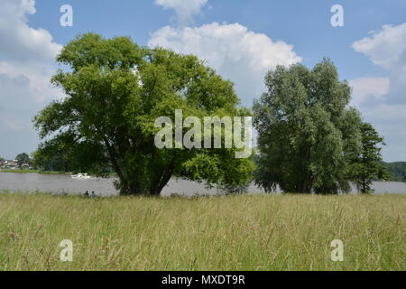 Rhein in der Nähe von Mondorf Stockfoto