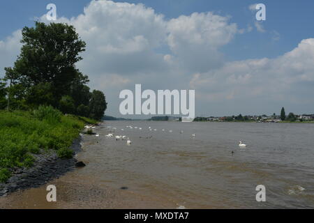 Rhein in der Nähe von Mondorf Stockfoto