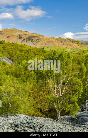 Silber Birke Landschaft bei Hodge Schließen Steinbruch im Lake District Stockfoto