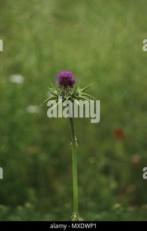 Thistle, rosa blühende Pflanze, die in den Monat Juni Stockfoto