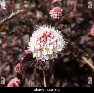 Blume von 'Lady in Red' Garten Strauch Stockfoto