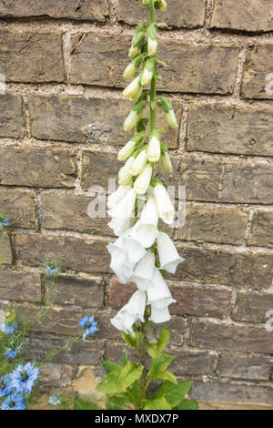 Weiße Blüten Fingerhut Stockfoto