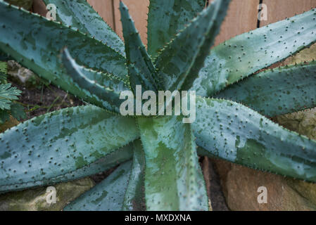 Aloe Ferox Pflanze Stockfoto