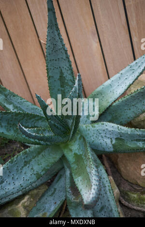 Aloe Ferox Pflanze Stockfoto