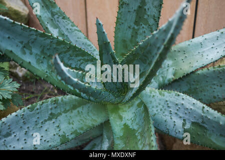 Aloe Ferox Pflanze Stockfoto