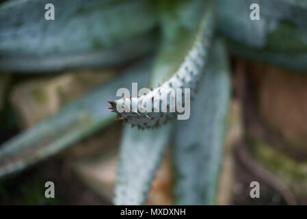 Aloe Ferox Pflanze Stockfoto