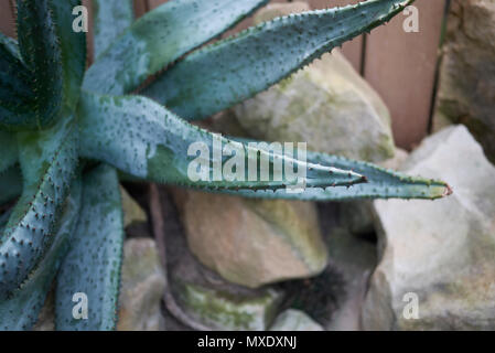 Aloe Ferox Pflanze Stockfoto