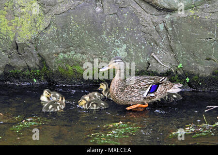 Weibliche Stockente, Anas platyrhynchos, mit Brut Stockfoto