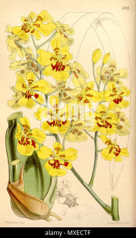 . Abbildung: Oncidium excavatum. 1862. Walter Hood Fitch (1817-1892) del. et lith. 456 Oncidium excavatum Stockfoto