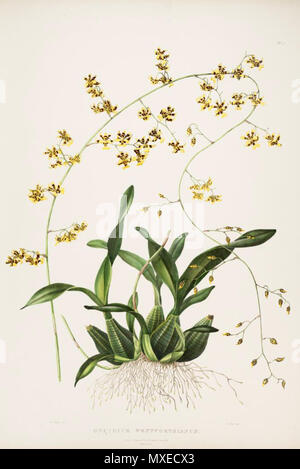 . Abbildung: Oncidium wentworthianum. 1843. Augusta Innes Widerrist (Del.) - M. Gauci (Lith.) - James Bateman (1811-1897) (ed.) 456 Oncidium wentworthianum Stockfoto