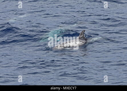 Risso's Dolphin (Grampus griseus) erwachsenen Auftauchen mit zwei anderen Unterwasser östlichen Atlantik, nördlich von Kap Verde kann Stockfoto