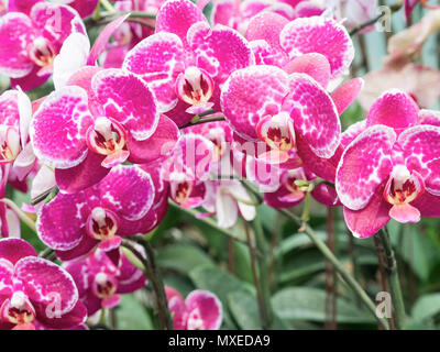 Großen Pink Orchid in das Grüne Haus der organischen Farm eingerichtet. Stockfoto