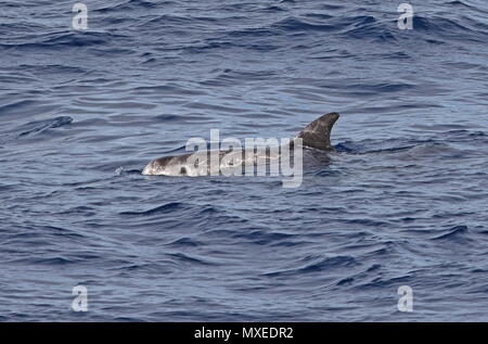 Risso's Dolphin (Grampus griseus) Erwachsenen, die an der Oberfläche der östlichen Atlantik, nördlich von Kap Verde kann Stockfoto