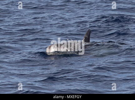 Risso's Dolphin (Grampus griseus) Erwachsenen, die an der Oberfläche der östlichen Atlantik, nördlich von Kap Verde kann Stockfoto