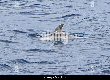 Risso's Dolphin (Grampus griseus) Erwachsenen, die an der Oberfläche der östlichen Atlantik, nördlich von Kap Verde kann Stockfoto