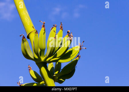 Junge grüne Bananen wachsen in einem scheffel vor blauem Himmel Stockfoto