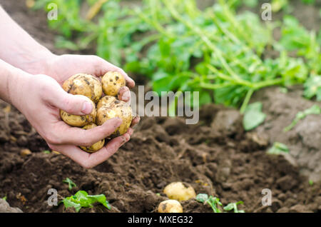 Der Bauer ist eine junge Kartoffel in seinen Händen. Die Firma für die Ernte von Kartoffeln. Der Bauer ist im Feld arbeiten. Anbau von Gemüse und Stockfoto