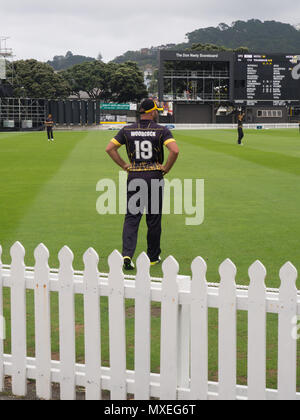 Wellington Firebirds Spieler in einem Eintägigen Cricket Match am Becken finden Stockfoto