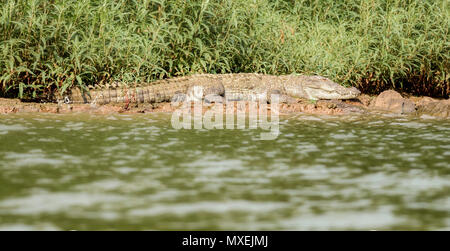 Mugger Crocodile, Crocodylus palustris, in der Sonne, Mahanadi Flusses im Inneren Satkosia Tiger Reserve, Kopie Raum Stockfoto