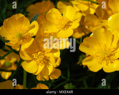 Eine Nahaufnahme eines Buttercup wildflower der Gattung Ranunculus Stockfoto