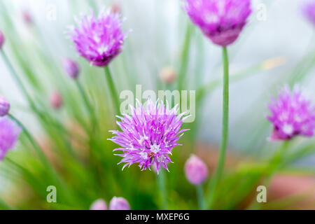 Schnittlauch (Allium schoenoprasum) Blüte im Garten. Diese wunderschönen violetten Blüten locken Bienen im Frühling. Stockfoto