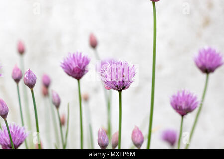 Schnittlauch (Allium schoenoprasum) Blüte im Garten. Diese wunderschönen violetten Blüten locken Bienen im Frühling. Stockfoto