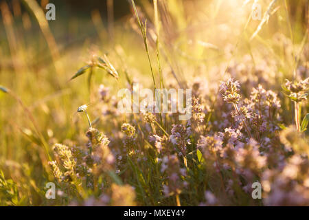 Wilde Blumen auf der Wiese bei Sonnenuntergang Stockfoto