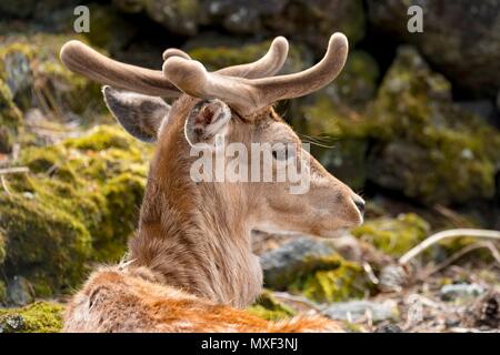 Damwild Hirsch in Samt, wachsende Neue geweih im Frühjahr Stockfoto